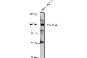 Western blot analysis of extracts of Mouse thymus, using MK11 antibody (ABIN7268648) at 1:1000 dilution. (MAP3K11 anticorps  (AA 140-260))