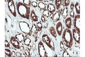 Image no. 12 for anti-Proteasome Subunit alpha 6 (PSMA6) antibody (ABIN1500465)