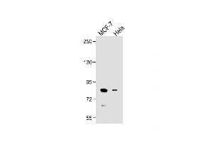 All lanes : Anti-SMURF1 Antibody (C-term) at 1:500 dilution Lane 1: MCF-7 whole cell lysate Lane 2: Hela whole cell lysate Lysates/proteins at 20 μg per lane. (SMURF1 anticorps  (C-Term))