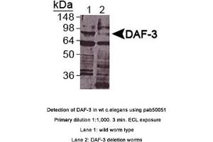 Image no. 1 for anti-Abnormal DAuer Formation Family Member (Daf-3) (DAF-3) (C-Term) antibody (ABIN363360) (DAF-3 anticorps  (C-Term))