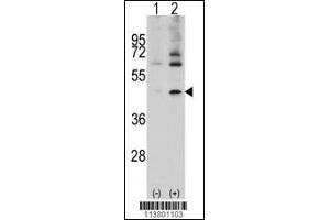 Western blot analysis of ACTB/ACTC using rabbit polyclonal ACTB/ACTC Antibody.