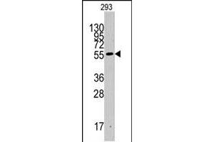 Western blot analysis of IDO1 polyclonal antibody  in 293 cell line lysates (35 ug/lane). (IDO1 anticorps  (C-Term))