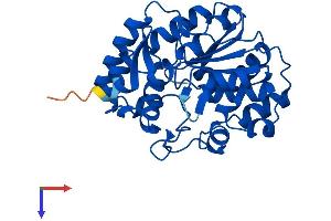 AlphaFold protein structure predicition of Mouse Recombinant Sult1e1 Protein, UniprotID P49891