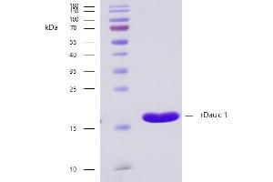 Recombinant allergen rDau c 1 purity verification.