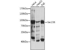 Western blot analysis of extracts of various cell lines, using Sec23B antibody (ABIN7270169) at 1:500 dilution. (Sec23 Homolog B anticorps  (AA 150-250))