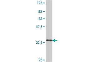Western Blot detection against Immunogen (38.