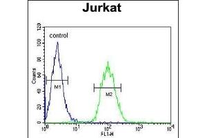 ALAD Antibody (C-term) (ABIN390809 and ABIN2841046) flow cytometric analysis of Jurkat cells (right histogram) compared to a negative control cell (left histogram). (ALAD anticorps  (C-Term))