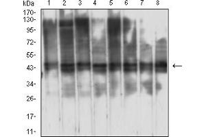 Western blot analysis using RBBP7 mouse mAb against Jurkat (1), HepG2 (2), F9 (3), C6 (4), LNCAP (5), HL-60 (6), Hela (7), and SH-SY5Y (8) cell lysate.