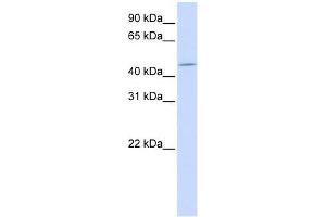 ZNF529 antibody used at 2. (ZNF529 anticorps  (Middle Region))