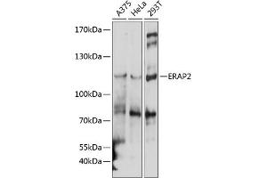 Western blot analysis of extracts of various cell lines, using ER antibody  at 1:1000 dilution. (ERAP2 anticorps  (AA 1-170))