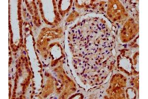 IHC image of ABIN7169748 diluted at 1:600 and staining in paraffin-embedded human kidney tissue performed on a Leica BondTM system. (SSBP3 anticorps  (AA 185-321))