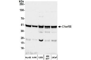 Western Blotting (WB) image for anti-Chromosome 1 Open Reading Frame 55 (C1orf55) (AA 350-400) antibody (ABIN7453515) (C1orf55 anticorps  (AA 350-400))