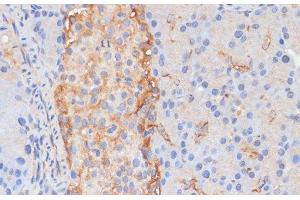 Immunohistochemistry of paraffin-embedded Rat pancreas using DLL1 Polyclonal Antibody at dilution of 1:100 (40x lens).