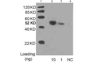 Lane 1: MarkerLane 2: 10 ng Multiple Tag Cell Lysate fusion protein (ABIN1536505) Lane 3: 1 ng Multiple Tag Cell Lysate fusion protein (ABIN1536505) Lane 4: Negative controlDetect antibody: 1 µg/mL Anti-His [HRP] Monoclonal Antibody (ABIN387701) (His Tag anticorps  (HRP))