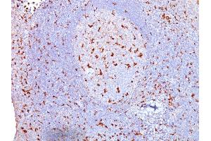 Formalin-fixed, paraffin-embedded human Tonsil stained with CD68 Mouse Monoclonal Antibody (SPM130). (CD68 anticorps)