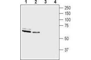 Western blot analysis of rat brain membranes (lanes 1 and 3) and mouse brain membranes (lanes 2 and 4): - 1,2.