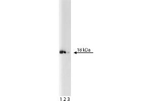 Western Blotting (WB) image for anti-Eukaryotic Translation Initiation Factor 5A (EIF5A) (AA 58-154) antibody (ABIN968707) (EIF5A anticorps  (AA 58-154))
