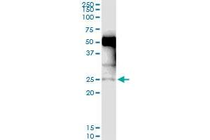 Immunoprecipitation of NXNL1 transfected lysate using anti-NXNL1 MaxPab rabbit polyclonal antibody and Protein A Magnetic Bead , and immunoblotted with NXNL1 purified MaxPab mouse polyclonal antibody (B01P) . (NXNL1 anticorps  (AA 1-212))