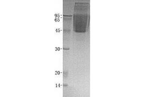 Validation with Western Blot (CX3CL1 Protéine)