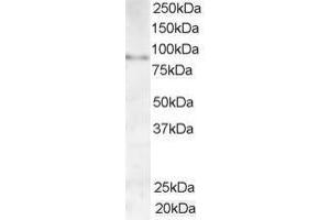 Image no. 1 for anti-A Kinase (PRKA) Anchor Protein 3 (AKAP3) (AA 841-853) antibody (ABIN295955) (AKAP3 anticorps  (AA 841-853))