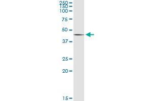 Immunoprecipitation of SGK2 transfected lysate using anti-SGK2 monoclonal antibody and Protein A Magnetic Bead , and immunoblotted with SGK2 MaxPab rabbit polyclonal antibody.