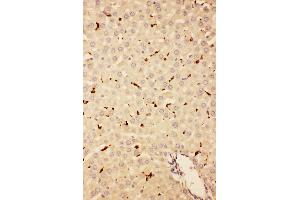 Anti-CD68 antibody,  IHC(P) IHC(P): Rat Liver Tissue