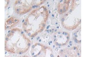 Detection of PAP in Human Kidney Tissue using Polyclonal Antibody to Prostatic Acid Phosphatase (PAP) (ACPP anticorps  (AA 217-386))