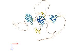 AlphaFold protein structure predicition of Human Recombinant MYEF2 Protein, UniprotID Q9P2K5