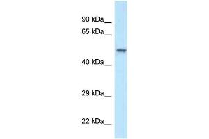 WB Suggested Anti-POLG2 Antibody Titration: 1. (POLG2 anticorps  (N-Term))