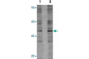 Western blot analysis of 293 cell lysate with LEMD2 polyclonal antibody  at (1) 1 and (2) 2 ug/mL.