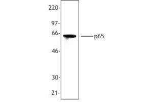 Image no. 1 for anti-Nuclear Factor-kB p65 (NFkBP65) (C-Term) antibody (ABIN230593) (NF-kB p65 anticorps  (C-Term))