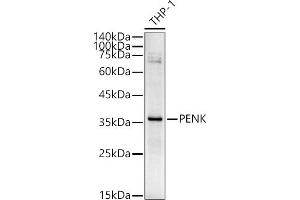 Enkephalin Antikörper  (AA 25-267)