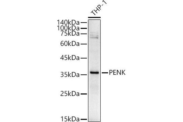 Enkephalin antibody  (AA 25-267)