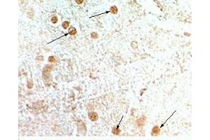 Rat hypothalamus tisse was stained by anti-NPB-29 (Rat) serum at 1:200-500 (Neuropeptide B-29 (NPB-29) anticorps)
