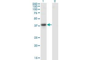 Western Blot analysis of SERPINB10 expression in transfected 293T cell line by SERPINB10 monoclonal antibody (M09), clone 2B8.