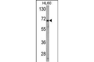 Western blot analysis of USP2 Antibody in HL60 cell line lysates (35ug/lane) (USP2 anticorps  (N-Term))