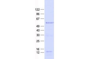 Validation with Western Blot