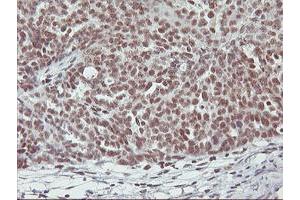 Image no. 4 for anti-Ring Finger Protein 113B (RNF113B) antibody (ABIN1500718) (RNF113B anticorps)