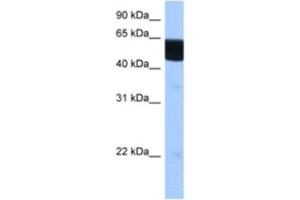 Western Blotting (WB) image for anti-Retinoid X Receptor, beta (RXRB) antibody (ABIN2462872)