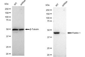Western blotting analysis using Flotillin 1 antibody (ABIN7798631).