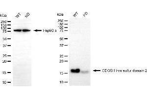 Western blotting analysis using CDGSH iron sulfur domain 2 antibody (ABIN7797994).