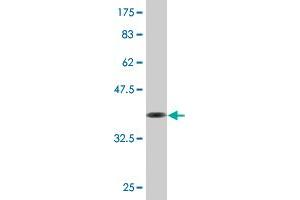 Western Blot detection against Immunogen (36.