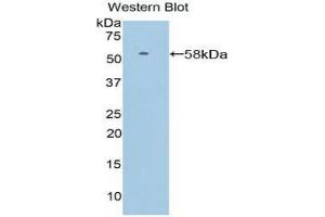 Western Blotting (WB) image for anti-Selectin L (SELL) (AA 109-346) antibody (ABIN1860512)