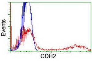 HEK293T cells transfected with either RC207170 overexpress plasmid (Red) or empty vector control plasmid (Blue) were immunostained by anti-CDH2 antibody (ABIN2455182), and then analyzed by flow cytometry. (N-Cadherin anticorps)