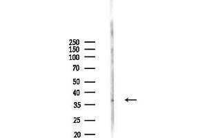 anti-V-Set and Immunoglobulin Domain Containing 8 (VSIG8) antibody