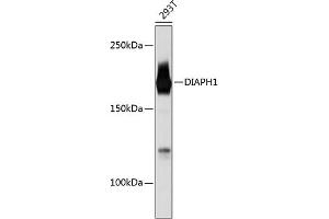 Western blot analysis of extracts of 293T cells, using DI Rabbit mAb (ABIN7266751) at 1:1000 dilution. (DIAPH1 anticorps)