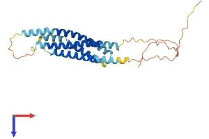 AlphaFold protein structure predicition of Human Recombinant MS4A6A Protein, UniprotID Q9H2W1