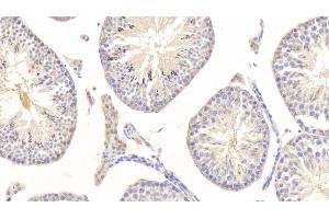 Detection of NSE in Mouse Testis Tissue using Polyclonal Antibody to Enolase, Neuron Specific (NSE)