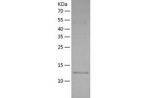 Western Blotting (WB) image for D-Dopachrome Tautomerase (DDT) (AA 1-118) protein (His tag) (ABIN7122595) (DDT Protein (AA 1-118) (His tag))