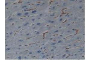 IHC-P analysis of Human Liver Tissue, with DAB staining. (Iba1 anticorps  (AA 1-147))